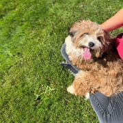 Havapoo roux et blanc dans l'herbe