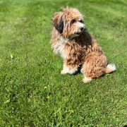 Havapoo roux et blanc dans l'herbe