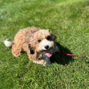 Havapoo roux et blanc dans l'herbe