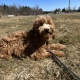 Cockapoo roux dans l'herbe