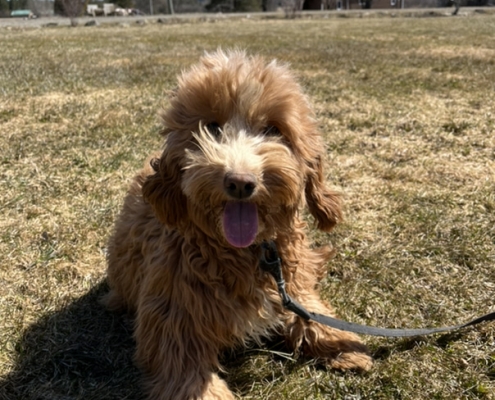 Cockapoo roux dans l'herbe