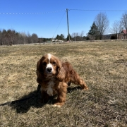 Cocker Roux dans l'herbe