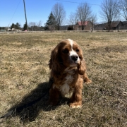 Cocker Roux dans l'herbe