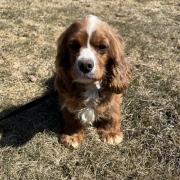 Cocker Roux dans l'herbe