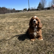 Cocker Roux dans l'herbe