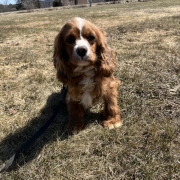 Cocker Roux dans l'herbe