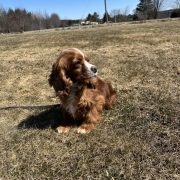 Cocker Roux dans l'herbe