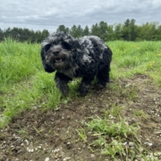 Cockapoo merle dans l'herbe