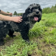 Cockapoo merle dans l'herbe