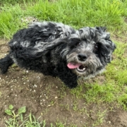 Cockapoo merle dans l'herbe