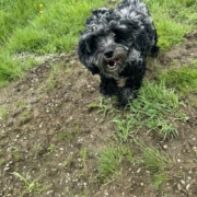 Cockapoo merle dans l'herbe