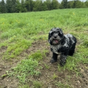 Cockapoo merle dans l'herbe