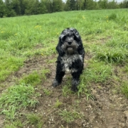 Cockapoo merle dans l'herbe