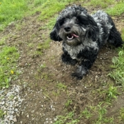 Cockapoo merle dans l'herbe