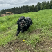 Cockapoo merle dans l'herbe