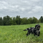 Cockapoo merle dans l'herbe