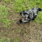 Cockapoo merle dans l'herbe