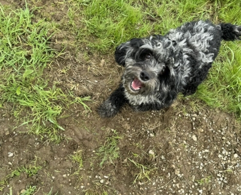 Cockapoo merle dans l'herbe