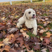 Cockapoo blonde dans les feuilles d'automne