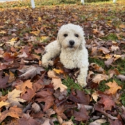 Cockapoo roux dans la forest