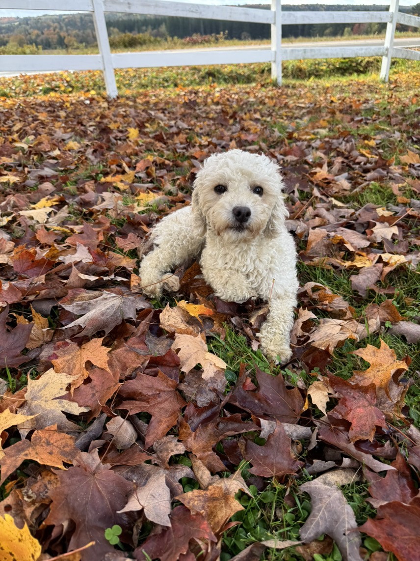 Cockapoo roux dans la forest