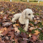 Cockapoo roux dans la forest