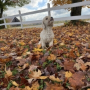 Cockapoo roux dans la forest