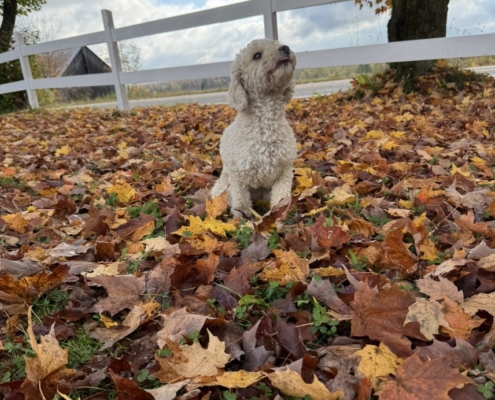 Cockapoo roux dans la forest