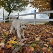 Cockapoo roux dans la forest