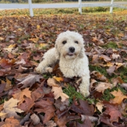 Cockapoo roux dans la forest