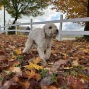 Cockapoo roux dans la forest