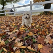 Cockapoo roux dans la forest