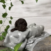 Mini-Cockapoo F1 Biscuit (1)