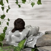 Mini-Cockapoo F1 Biscuit (2)