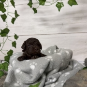 Mini-Cockapoo F1 Biscuit (3)