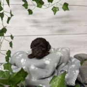 Mini-Cockapoo F1 Biscuit (4)