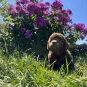 Mini-Cockapoo F1 Brownie 7 (1)