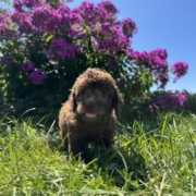 Mini-Cockapoo F1 Brownie 7 (2)