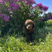 Mini-Cockapoo F1 Brownie 7 (3)