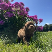 Mini-Cockapoo F1 Brownie 7 (4)