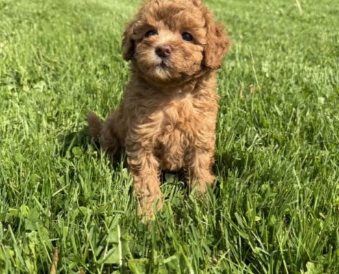 Mini-Cockapoo F1 Charlie 7 (2)