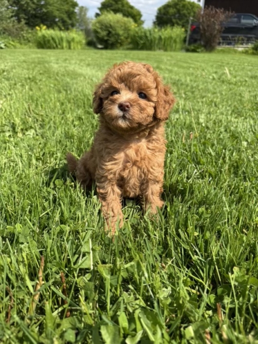 Mini-Cockapoo F1 Charlie 7 (2)