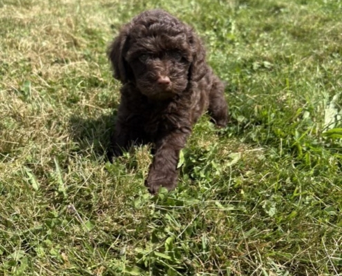 Mini-Cockapoo F1 Gazalle 7 (2)