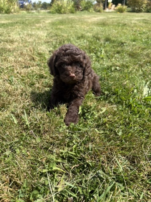 Mini-Cockapoo F1 Gazalle 7 (2)