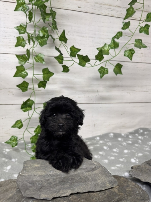 Mini Cockapoo F1 Gazalle 7 (4)