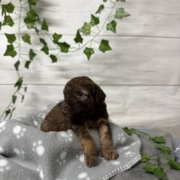 Mini-Cockapoo F1 Janice (1)