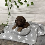 Mini-Cockapoo F1 Janice (2)
