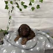 Mini-Cockapoo F1 Janice (3)