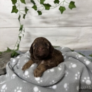 Mini-Cockapoo F1 Janice (4)