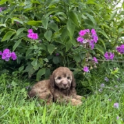 Mini-Cockapoo F1 Janice 7 (1)